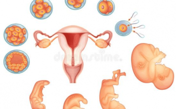 Fertility