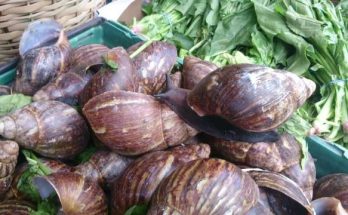 Snails