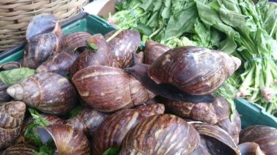 Snails