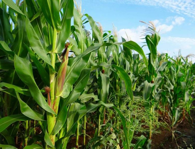 500,000 maize farmers to participate in anchor borrowers’ programme in 2019 - MAAN - Photo/Image