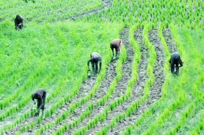 N791bn disbursed to over 3m farmers under Anchor Borrowers’ Programme - CBN  %Post Title