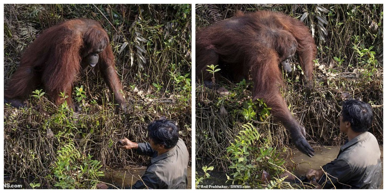 Moment orangutan reaches out to help man stuck in river (Photos)  %Post Title