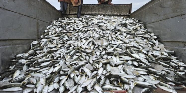 Fish importation to stop in 2022 - FG  %Post Title