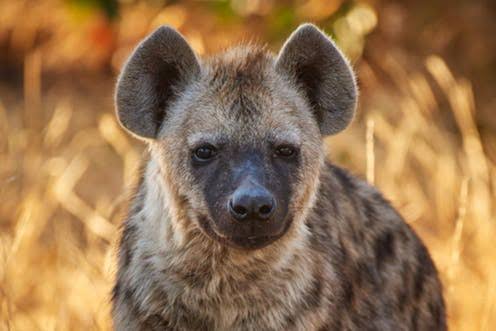Panic in Imo as ‘hungry’ hyena escapes from zoo  %Post Title