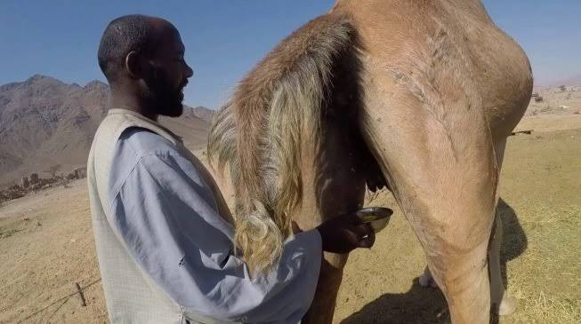 CDD FACT CHECK: Can camel urine, lime cure coronavirus?  %Post Title