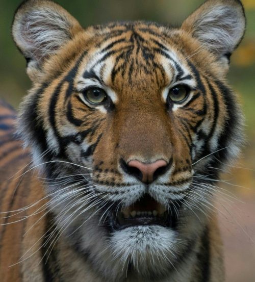 In coronavirus-wracked New York even a zoo tiger tests positive  %Post Title