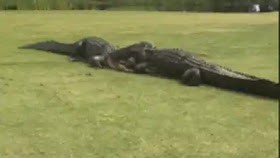 Alligators turn US golf course into a battle ring (Video)  %Post Title