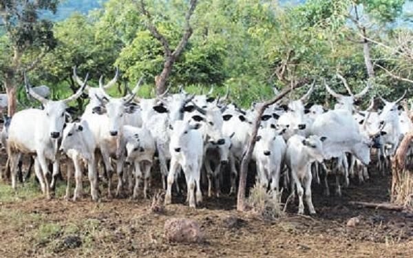 Attacks: Cattle, food sellers threaten to shut up shop  %Post Title