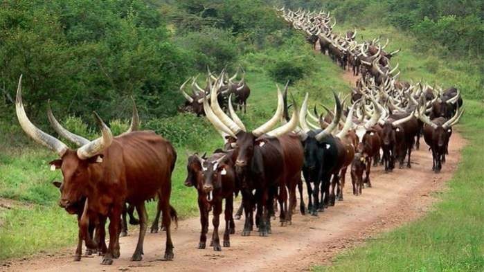 Kwara community gives herdsmen seven-day quit notice  %Post Title