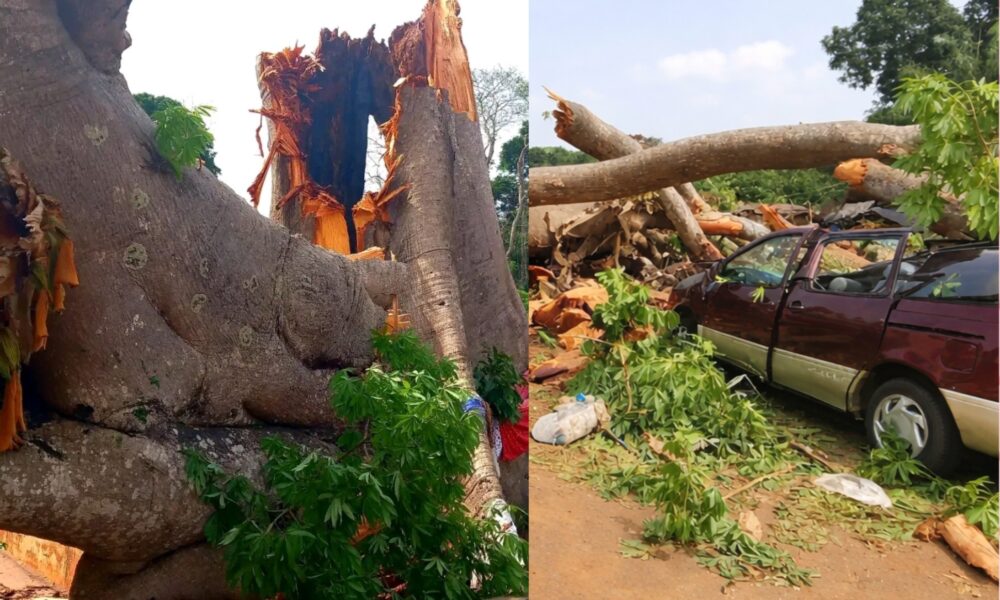 11 killed as tree falls on vehicles in Enugu