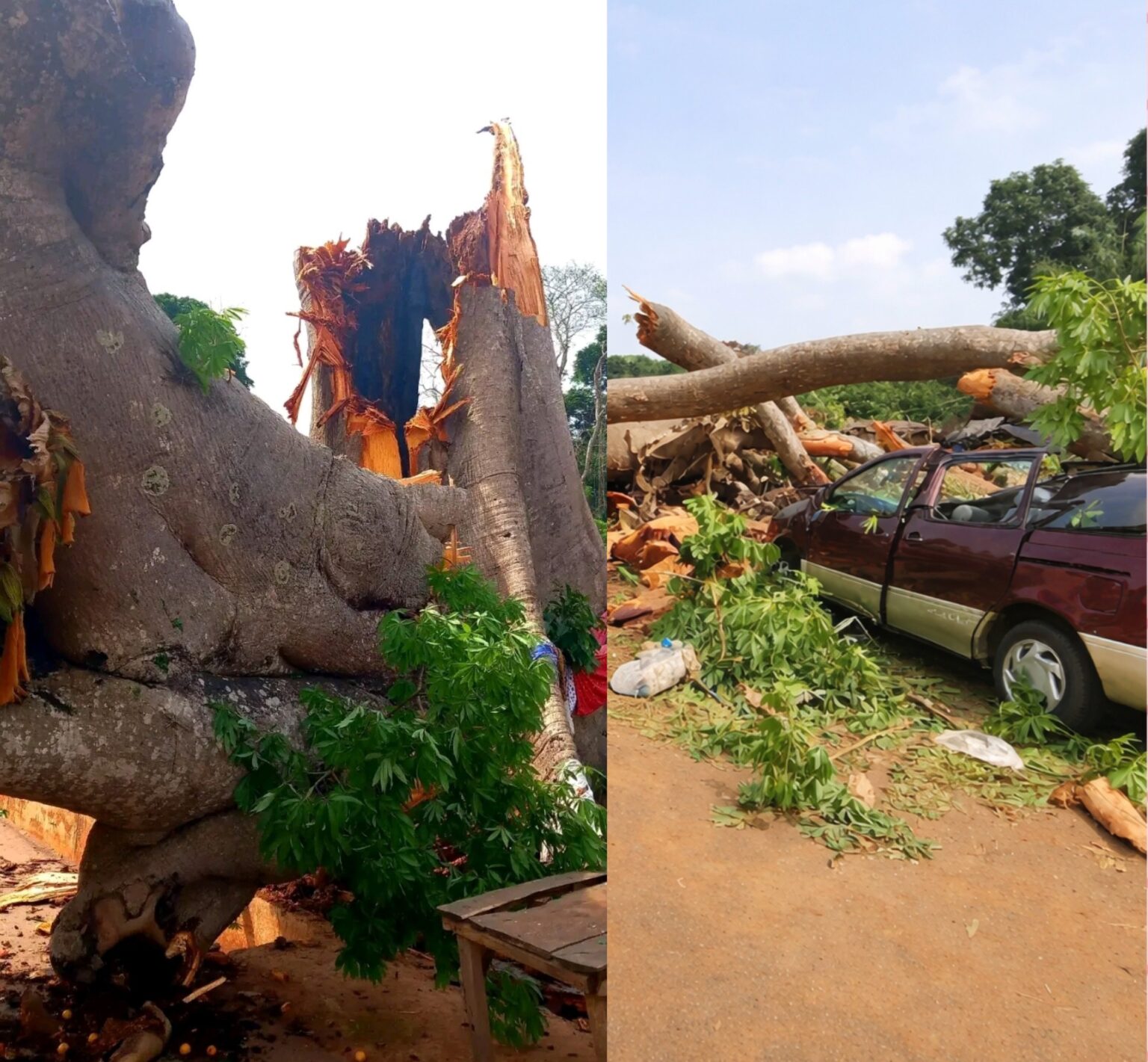 11 killed as tree falls on vehicles in Enugu